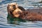 Mother sea otter hugging her baby to protect it.