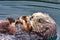 Mother sea otter hugging her baby to protect it.