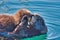 Mother sea otter kissing her baby.