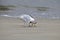 Mother Seagull Feeds Young