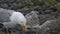 Mother Seagull and Young Baby Bird Chicks