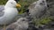 Mother Seagull and Young Baby Bird Chicks