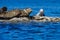 Mother seal with pup