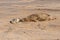 Mother seal recognising her newborn grey seal pup, Halichoerus grypus, by sense of smell, Horsey, Norfolk, UK