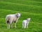 Mother Sheep and Baby Lamb