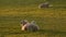 Mother sheep and baby lamb laying down on her back in a field on a farm at sunset or sunrise