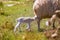 Mother sheep and baby lamb nursing in a field