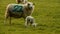 Mother sheep and baby lamb playing standing in a field on a farm in evening sunlight