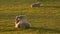 Mother sheep and baby lamb playing standing on her back in a field on a farm at sunset or sunrise