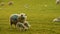 Mother sheep and baby lamb standing in a field on a farm in evening sunlight