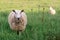 Mother sheep with baby lamb walking through tall grass