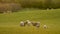 Mother sheep and baby lambs in a field on a farm in evening sunlight