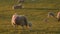 Mother sheep and baby lambs in a field on a farm in evening sunlight