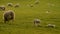 Mother sheep and baby lambs grazing in a field on a farm in evening sunlight