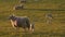 Mother sheep and baby lambs grazing in a field on a farm at sunset or sunrise