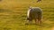 Mother sheep and baby lambs suckling and feeding in a field on a farm in evening sunlight