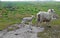 Mother sheep and her baby lamb in the grassy field