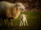 Mother sheep and her baby in a meadow under a warm sunlit glow