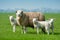 Mother sheep and her lambs in spring