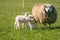 Mother sheep and her triplet lambs are in fresh green grass. On a spring morning