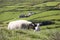 Mother sheep and lamb in Irish countryside