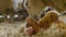 Mother Sheep Licking Newborn Twin Lamb, UK Farm