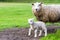 Mother sheep and newborn lamb in meadow during spring