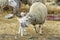 Mother sheep nuzzles baby lamb