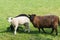 Mother sheep with tow lambs feeding on green pasture