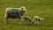 Mother sheep and two baby lamb standing in a field on a farm in evening sunlight