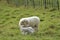 Mother sheep with two lambs