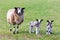 Mother sheep with two newborn lambs in spring