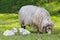 Mother sheep with two white lambs in meadow