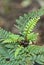 Mother shield fern, Polystichum proliferum, Tasman