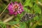 Mother shipton moth