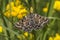 Mother shipton moth (Calistege mi)