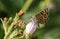 A Mother Shipton Moth, Callistege mi, nectaring from a Comfrey flower in spring.