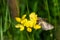 Mother shipton moth Callistege mi perched on and feeding from a birdsfoot trefoil Lotus corniculatus flower