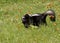 Mother skunk carrying baby in her mouth