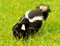 Mother skunk carrying her baby