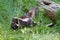 Mother skunk with litter of newborns