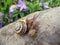 Mother snail with baby