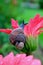 Mother snail carrying baby snail on her shell climbing on a vivid pink flower