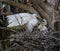 Mother Snowy Egret Feeding a Nestling