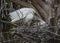 Mother Snowy Egret with her Three Nestlings