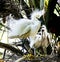 Mother Snowy Egret with her Two Nestlings