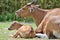 Mother and son banteng