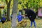 Mother and son collect leaves in umbrellas, autumn park