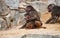 Mother and son hamadryas baboons