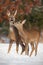 Mother and son roe deer, capreolus capreolus, in deep snow in winter kissing.